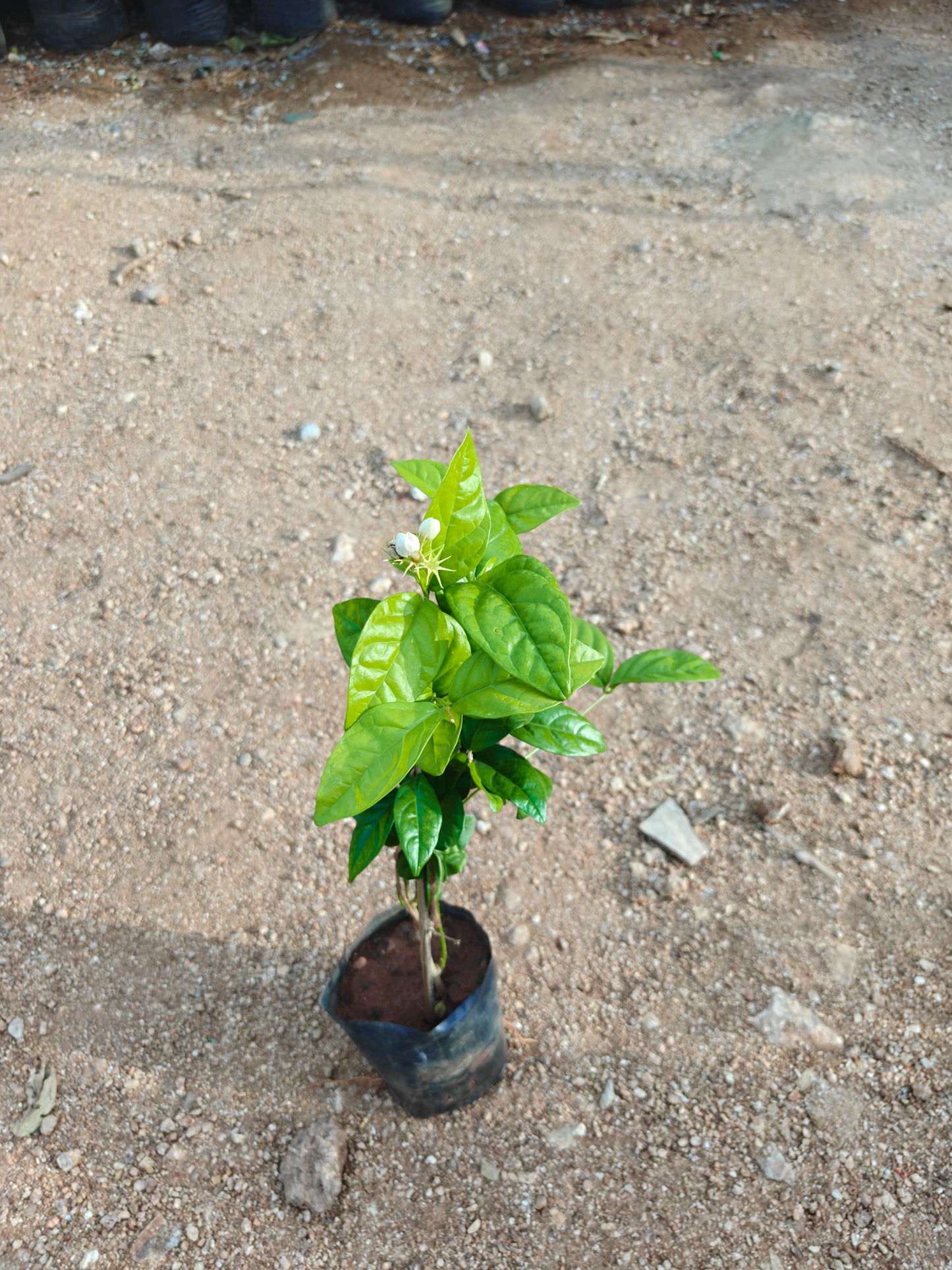 Jasmine natu kadiyam
