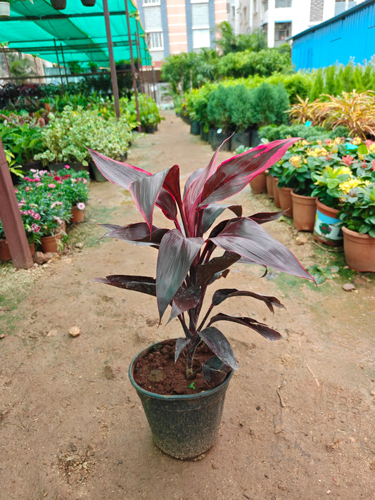 Dracena Dwarf