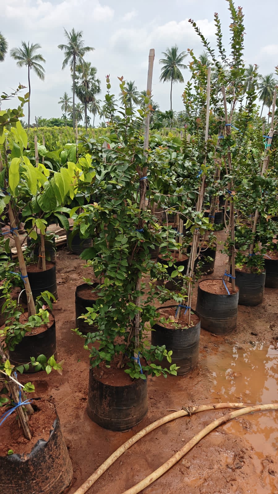 Cherry plant