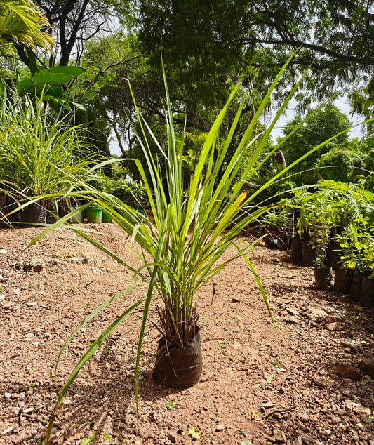 Lemon Grass