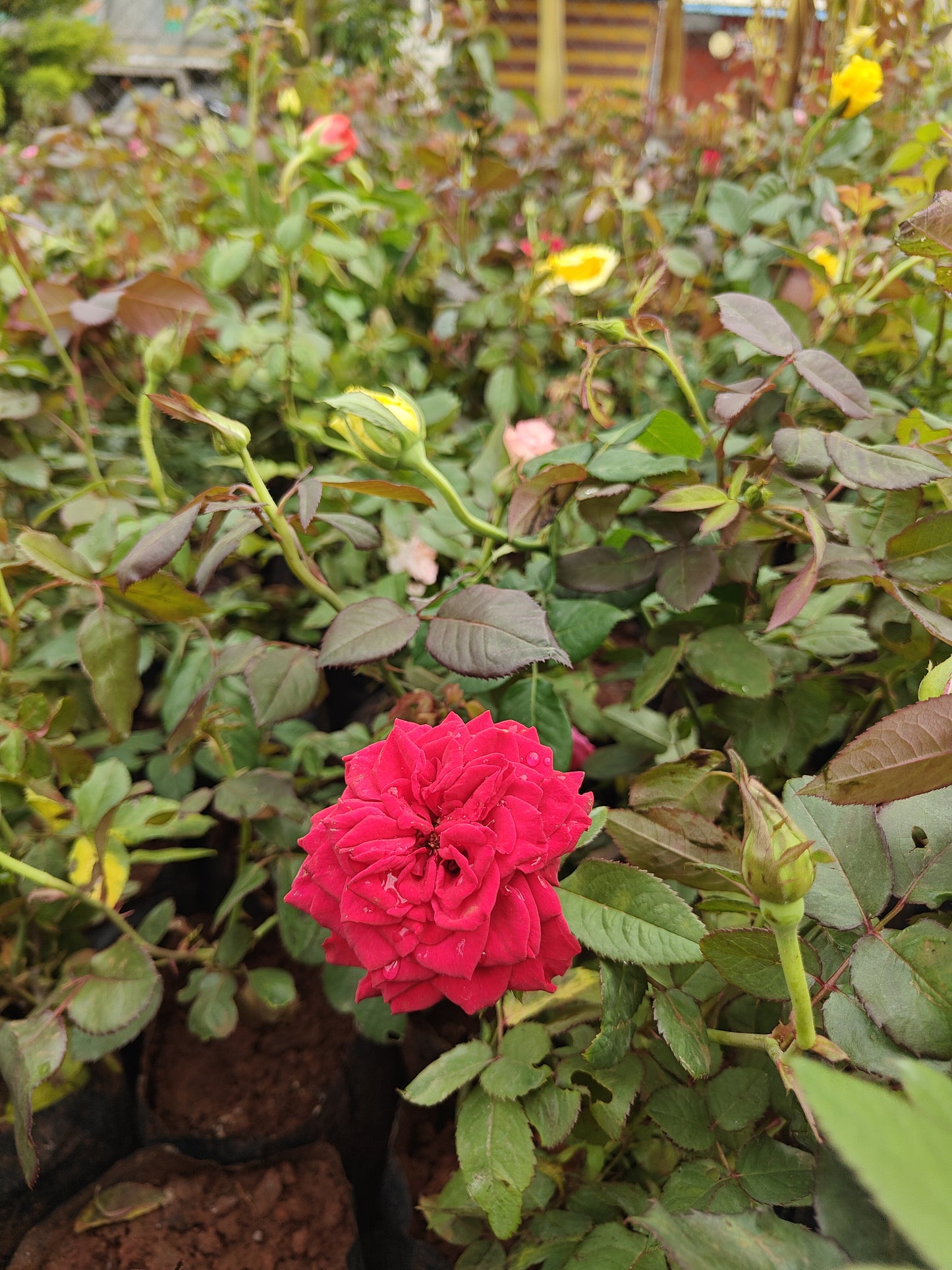 Dutch Rose