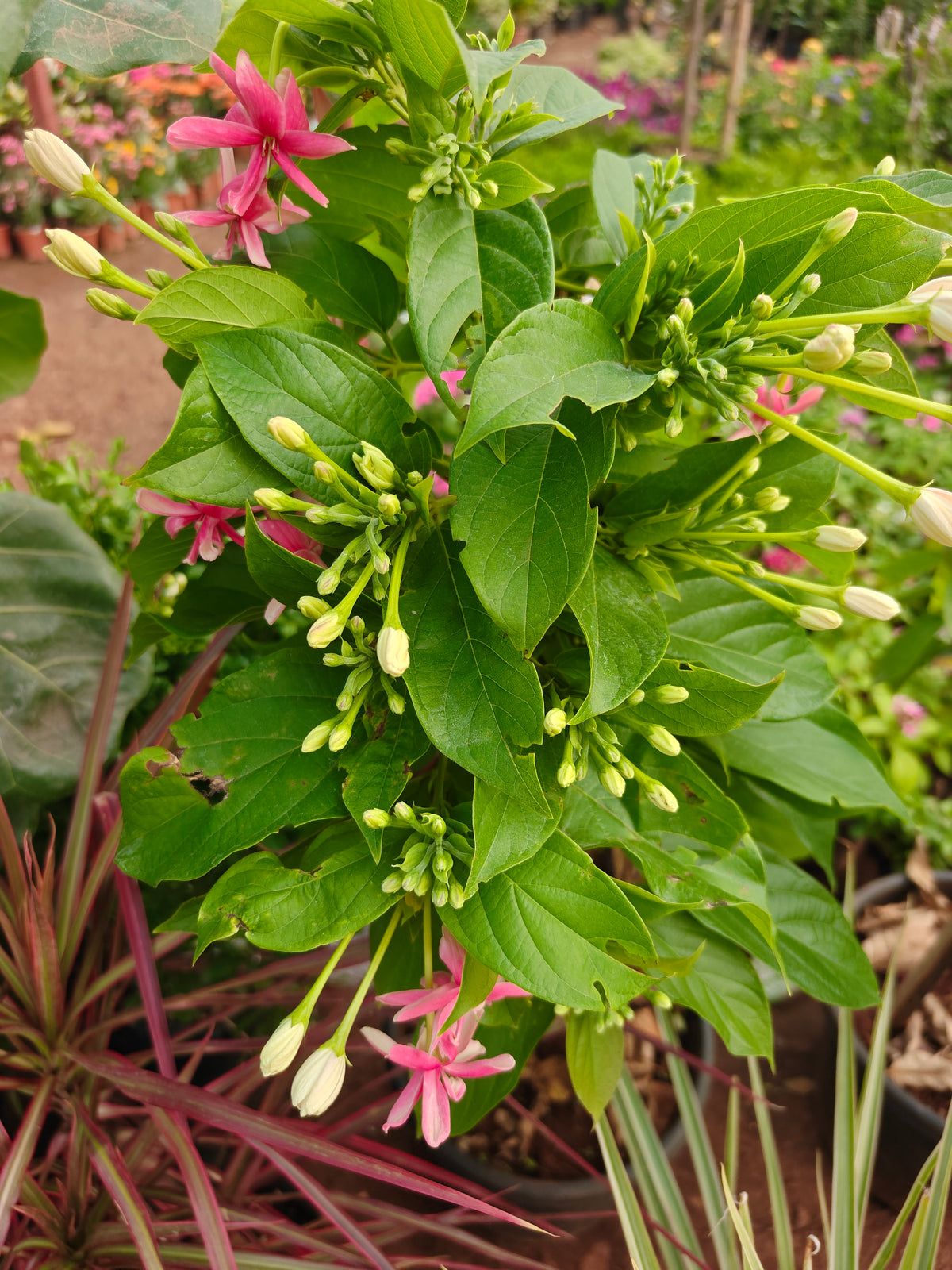 Radha manoharam (Rangoon creeper)