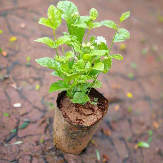 Jasmine Plant