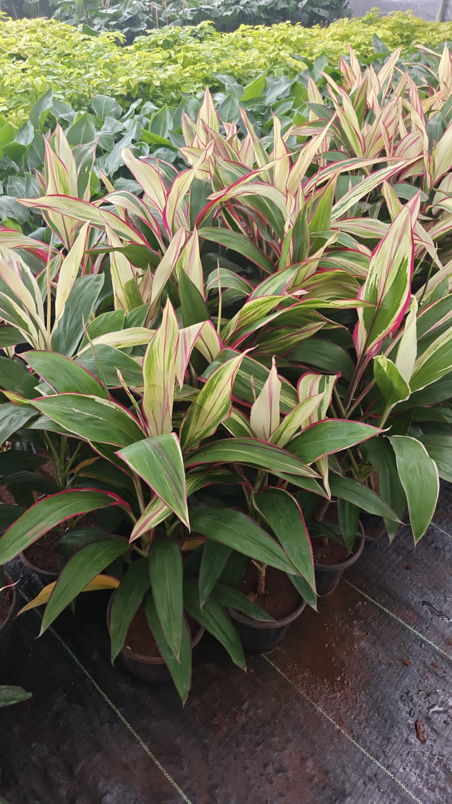 Milky Dracaena