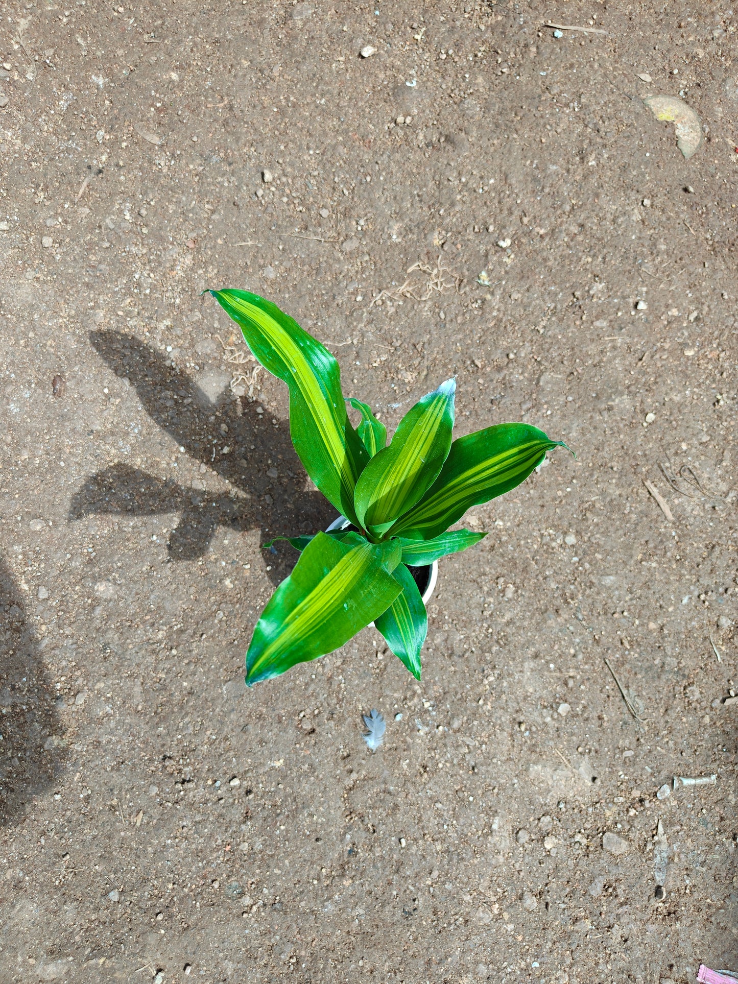 Dracaena Dara Singh