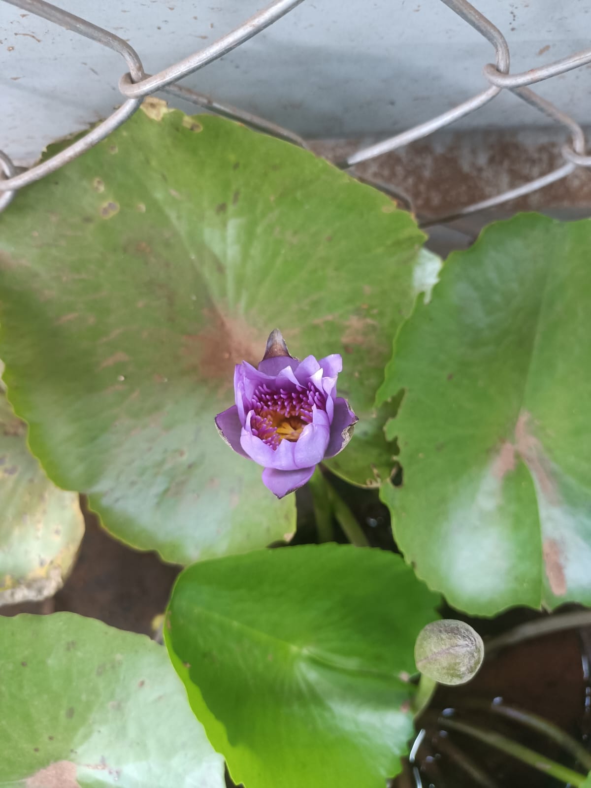 Lotus plant