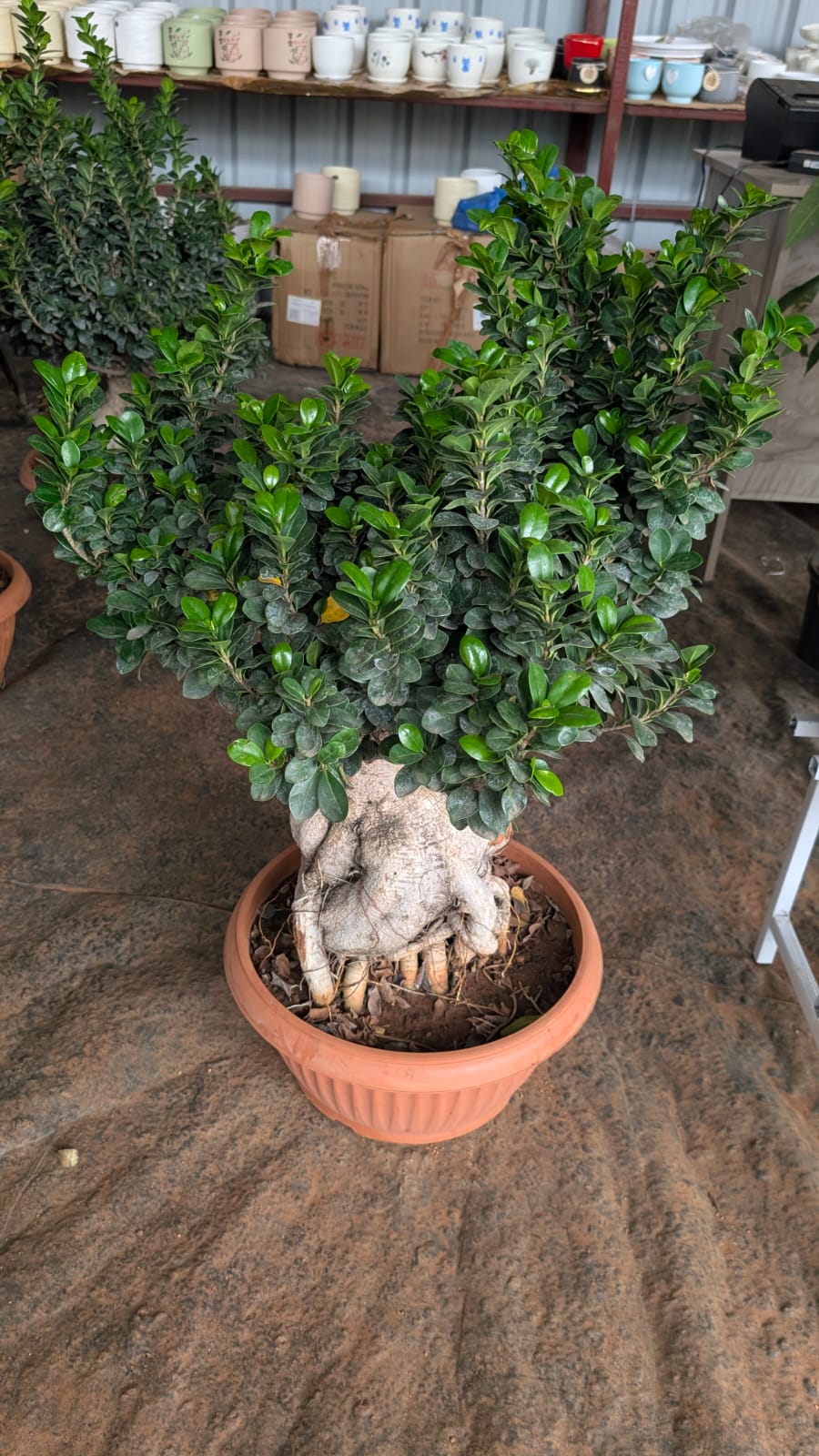 Ficus Bonsai