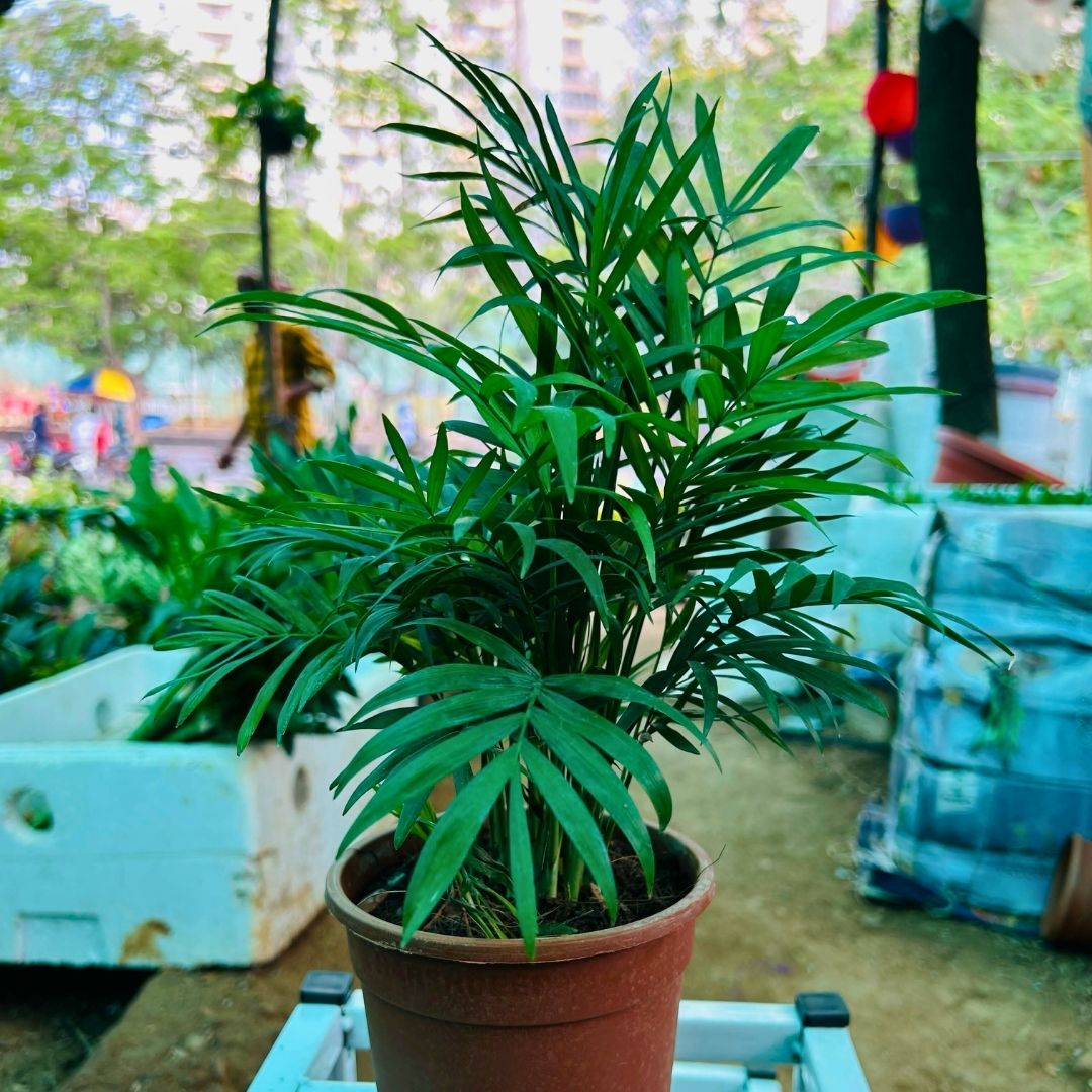 Parlor Palm ( Chamaedorea elegans )