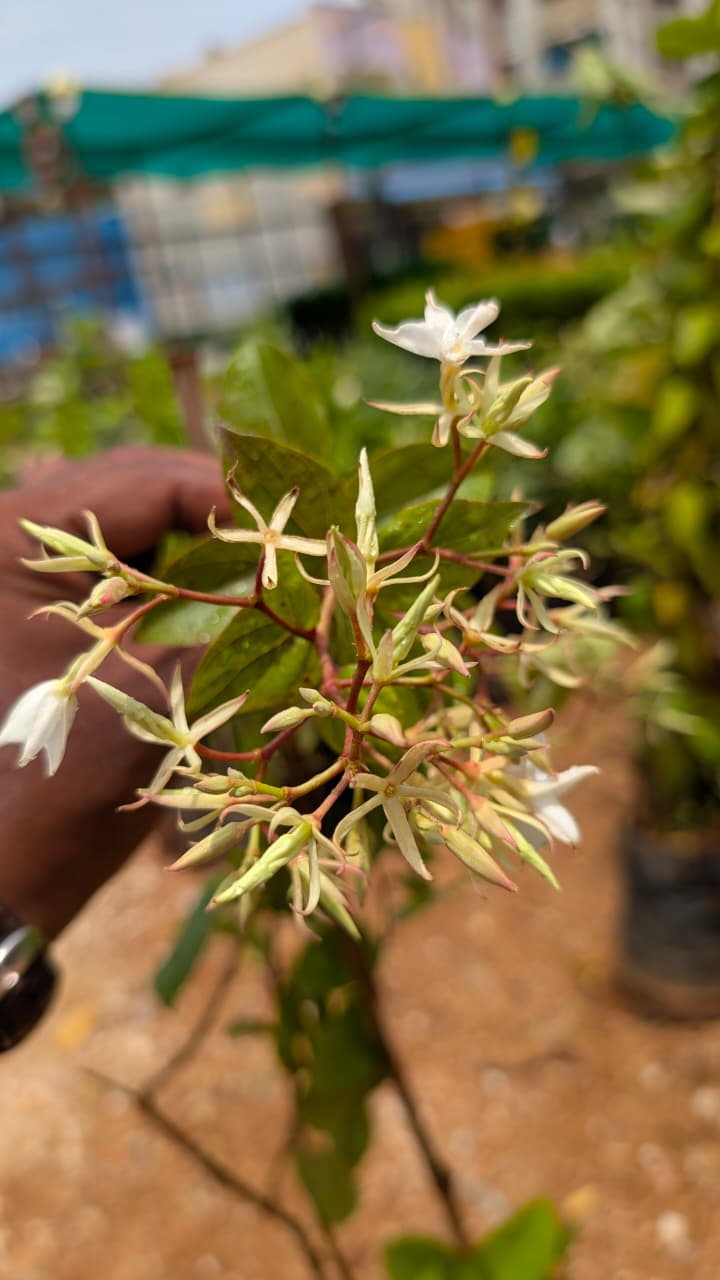 Madhumalathi