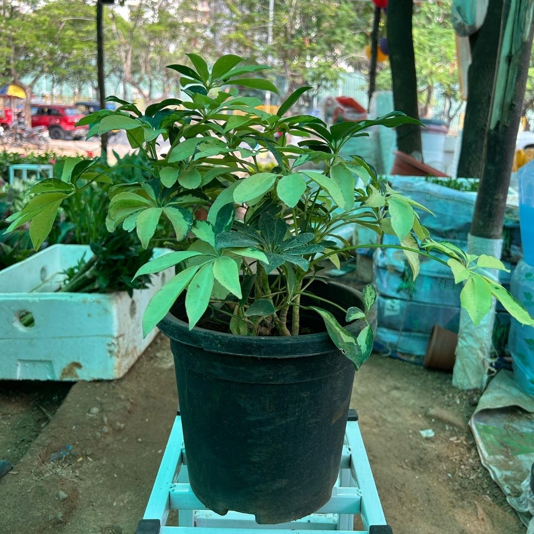 Schefflera