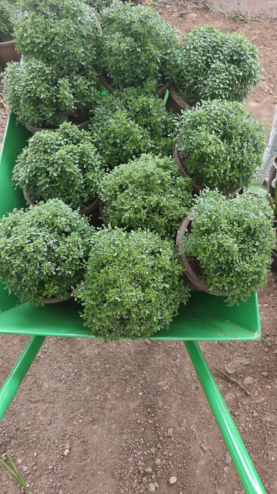 Madhukamini Dwarf