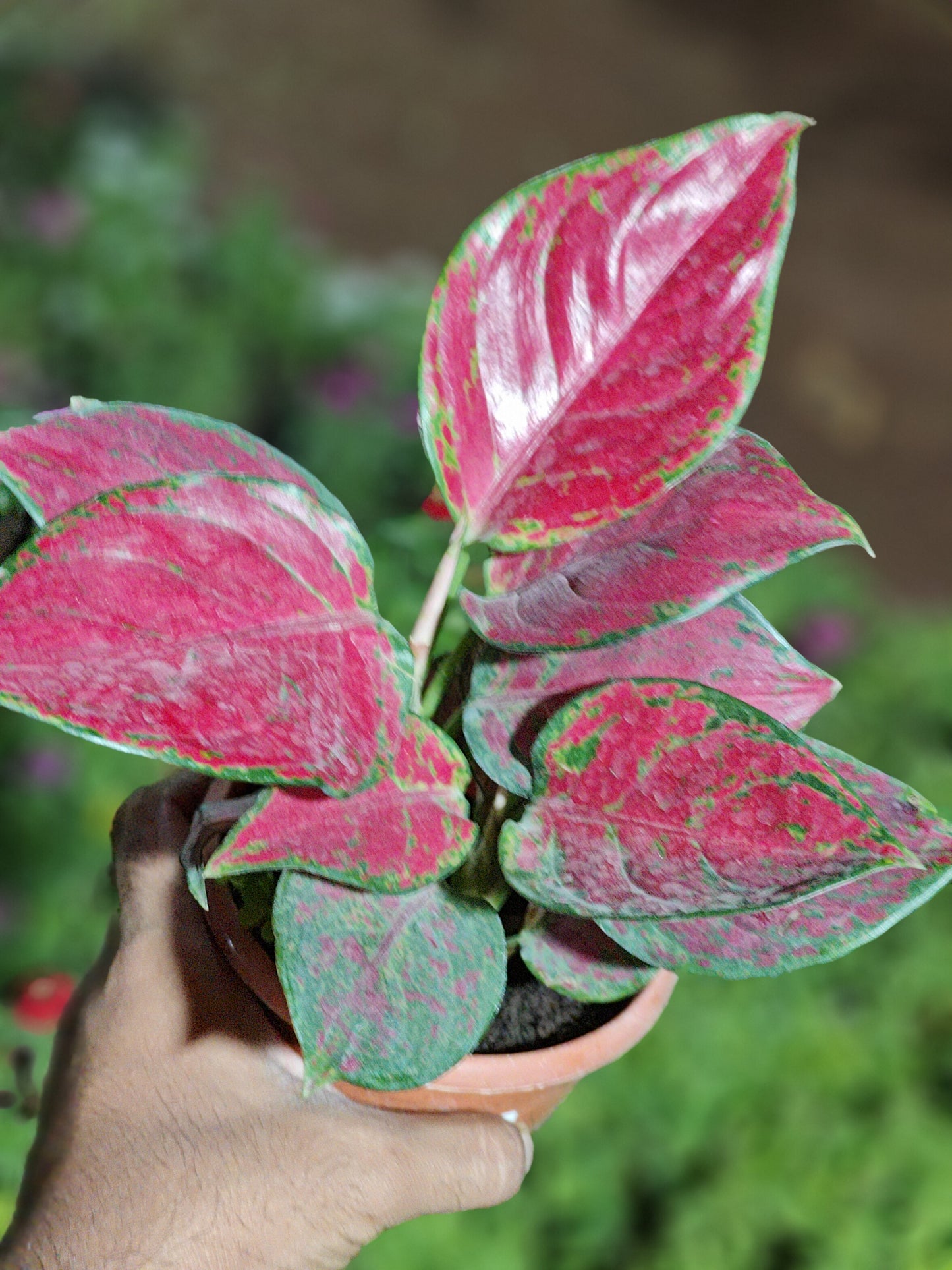 Aglaonema Pink (Beauty)