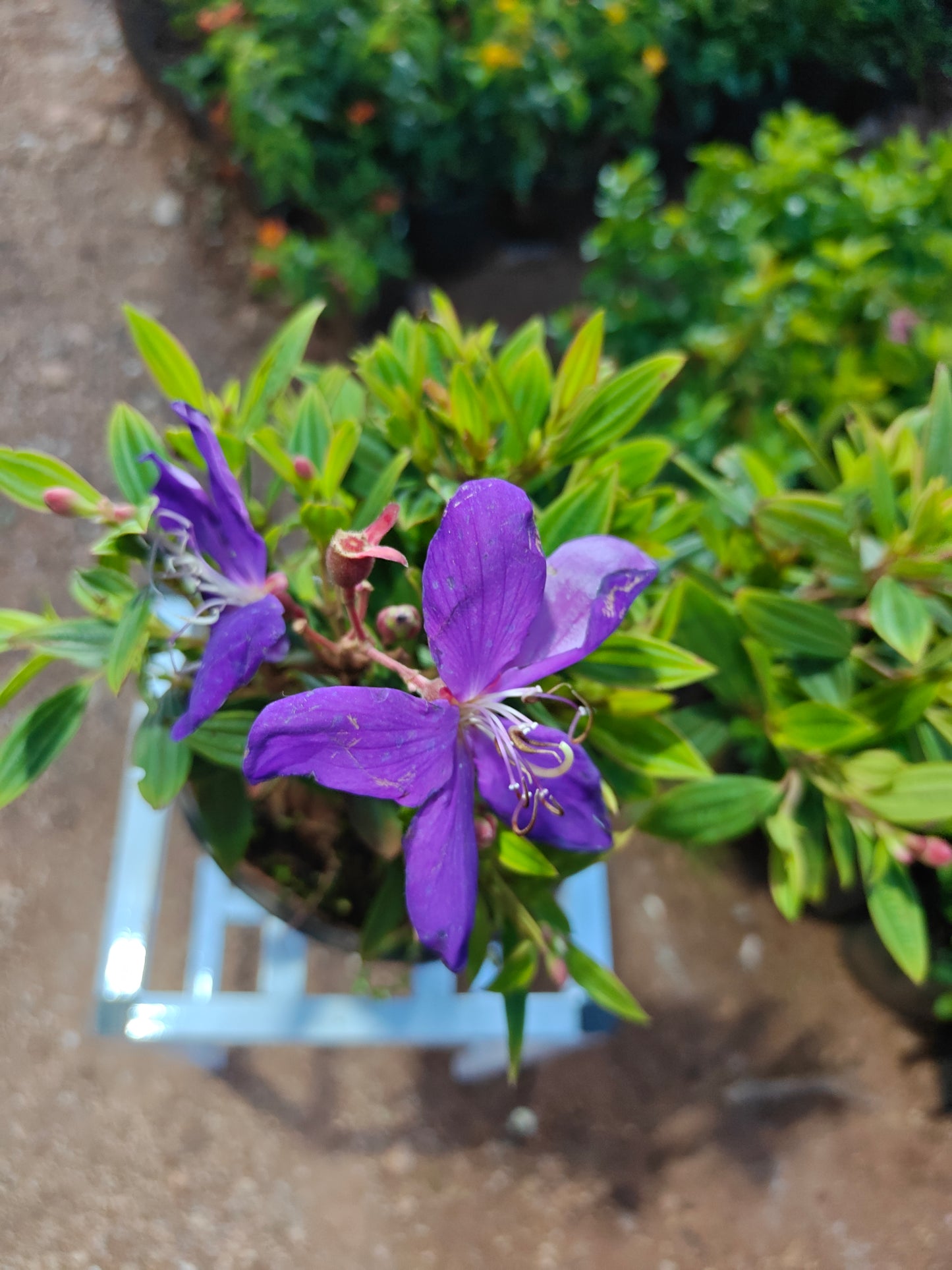 Melastoma malabathricum