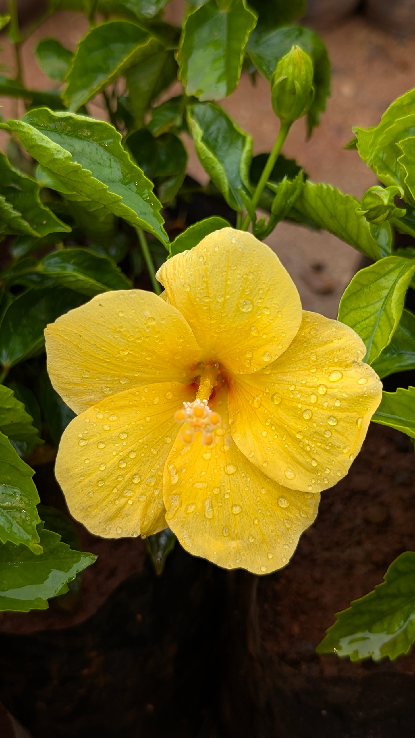 Hibiscus mix