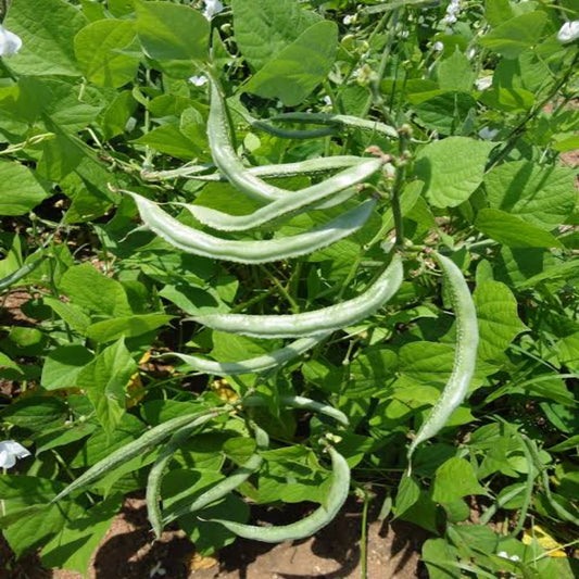 Natu Chikkudu Seeds ( ARDL - 183 Variety )