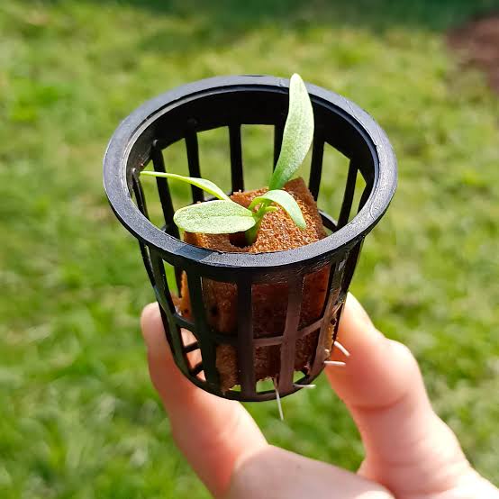 Net Pot – Green Evolve