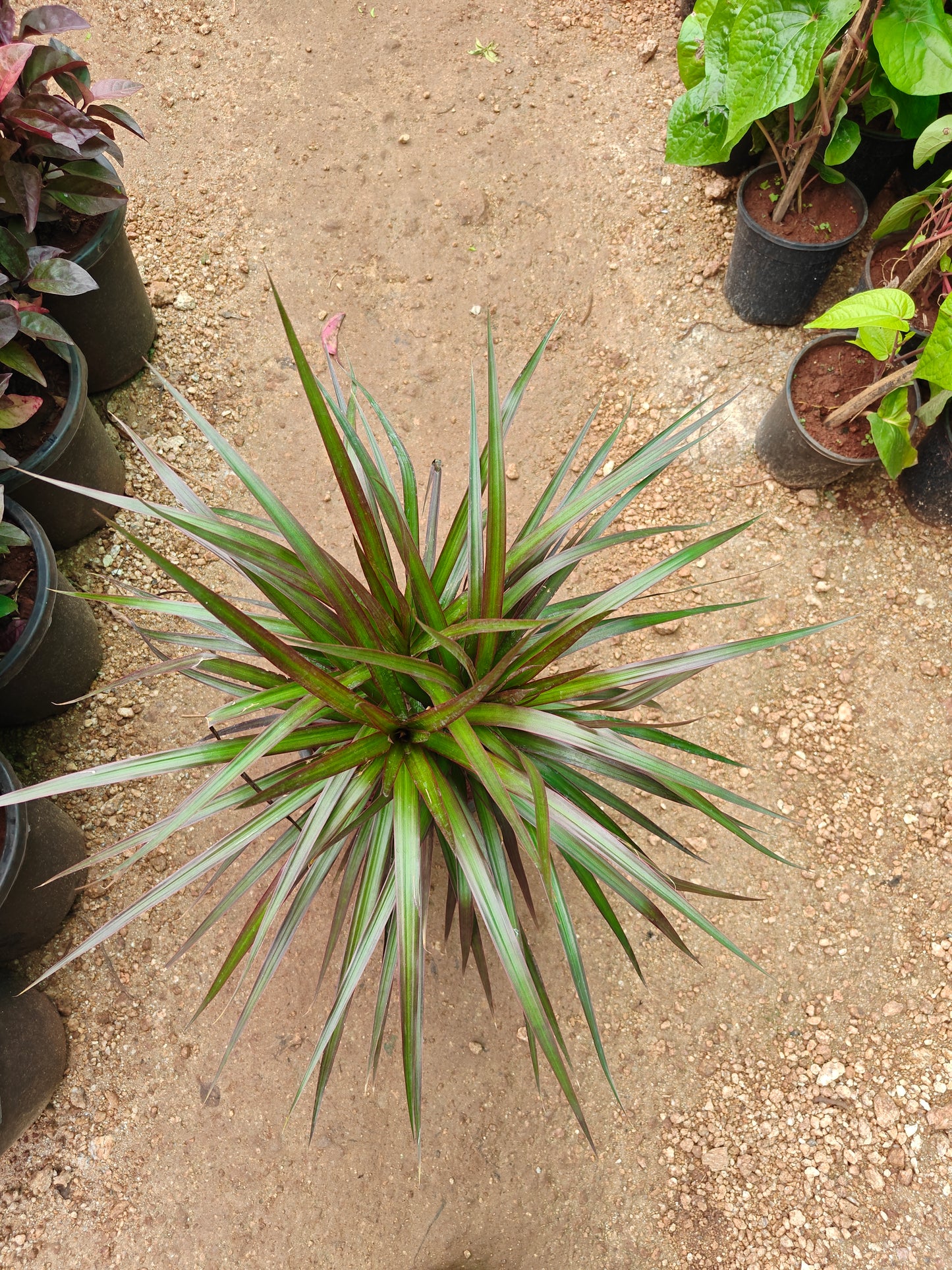 Cordyline terminalis Ruby