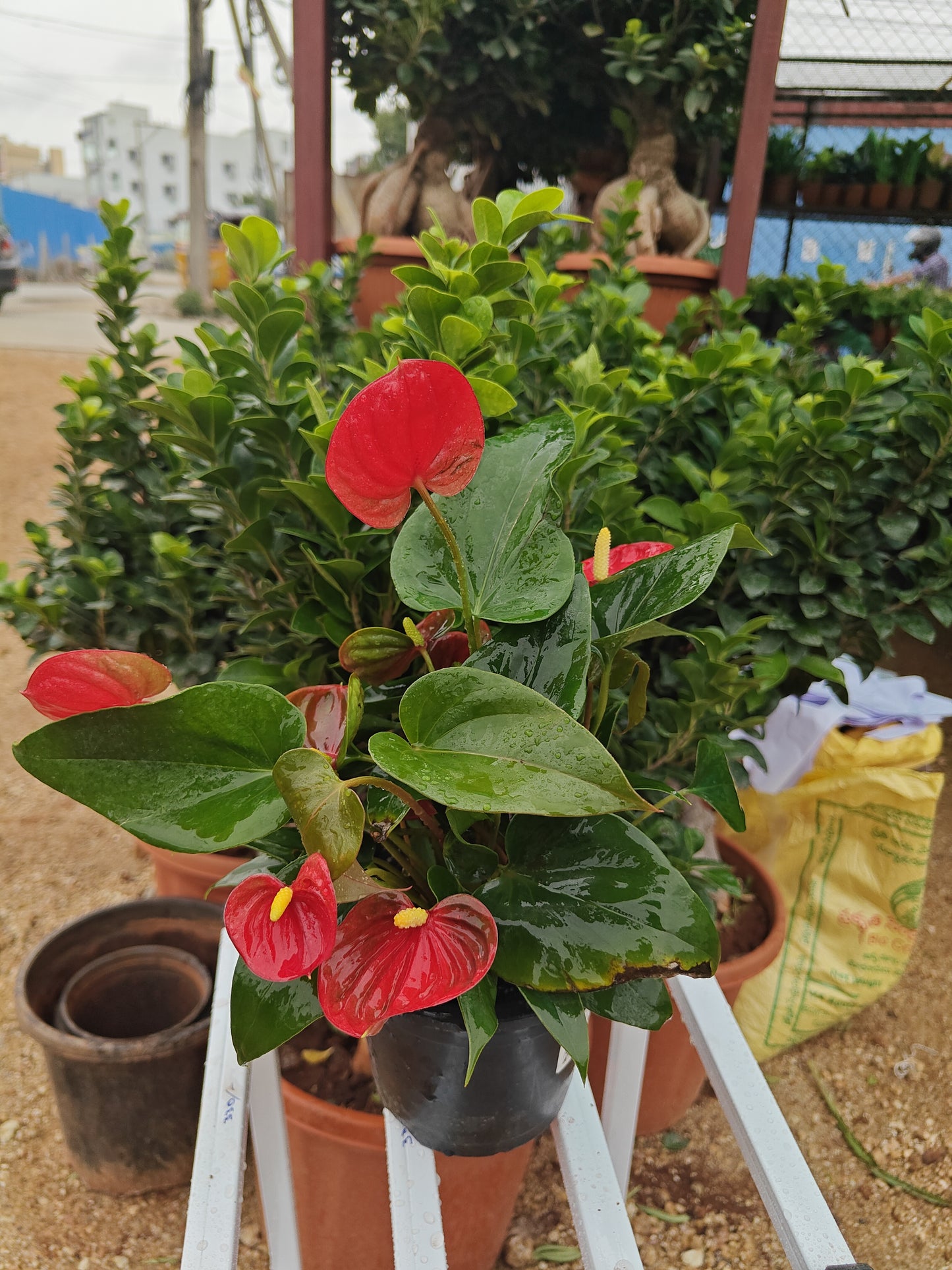 Anthurium