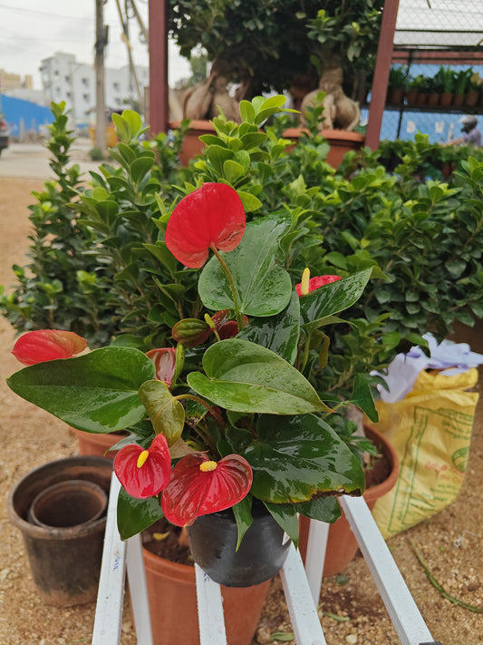 Anthurium