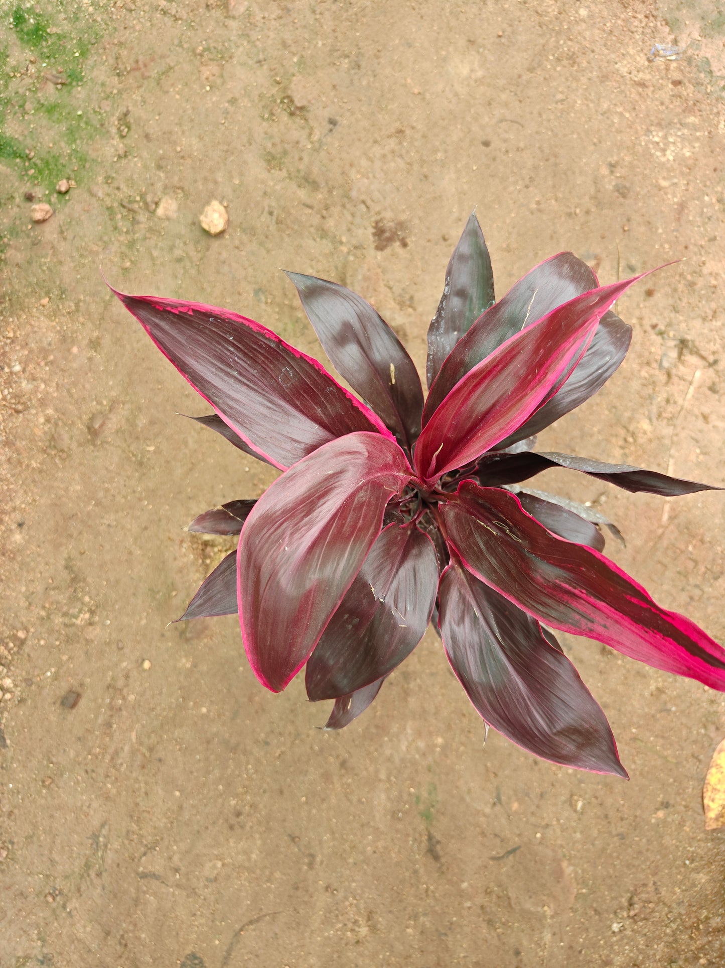 Dracena Dwarf