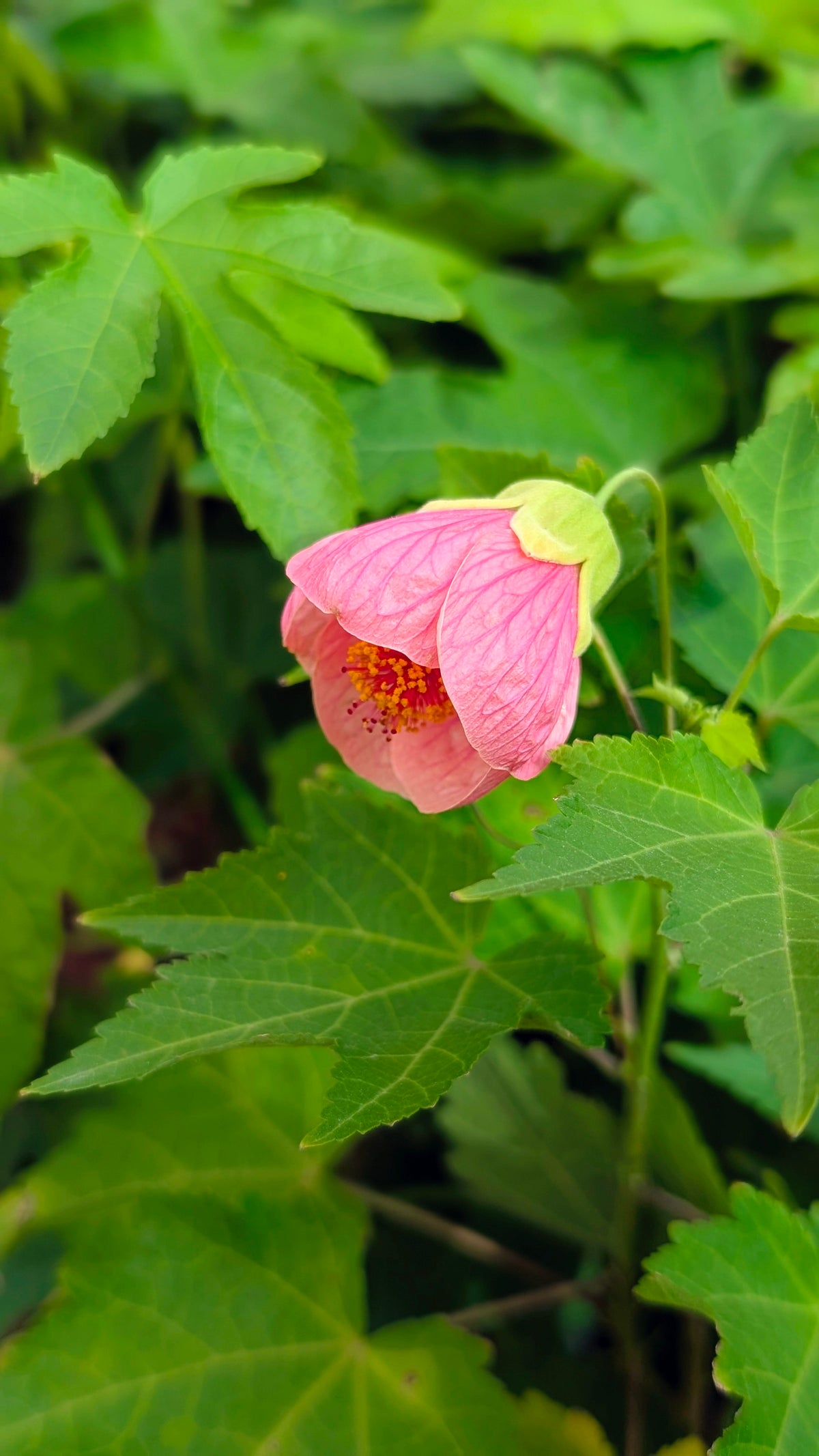 Ganta Mandara (lantern Hibiscus)