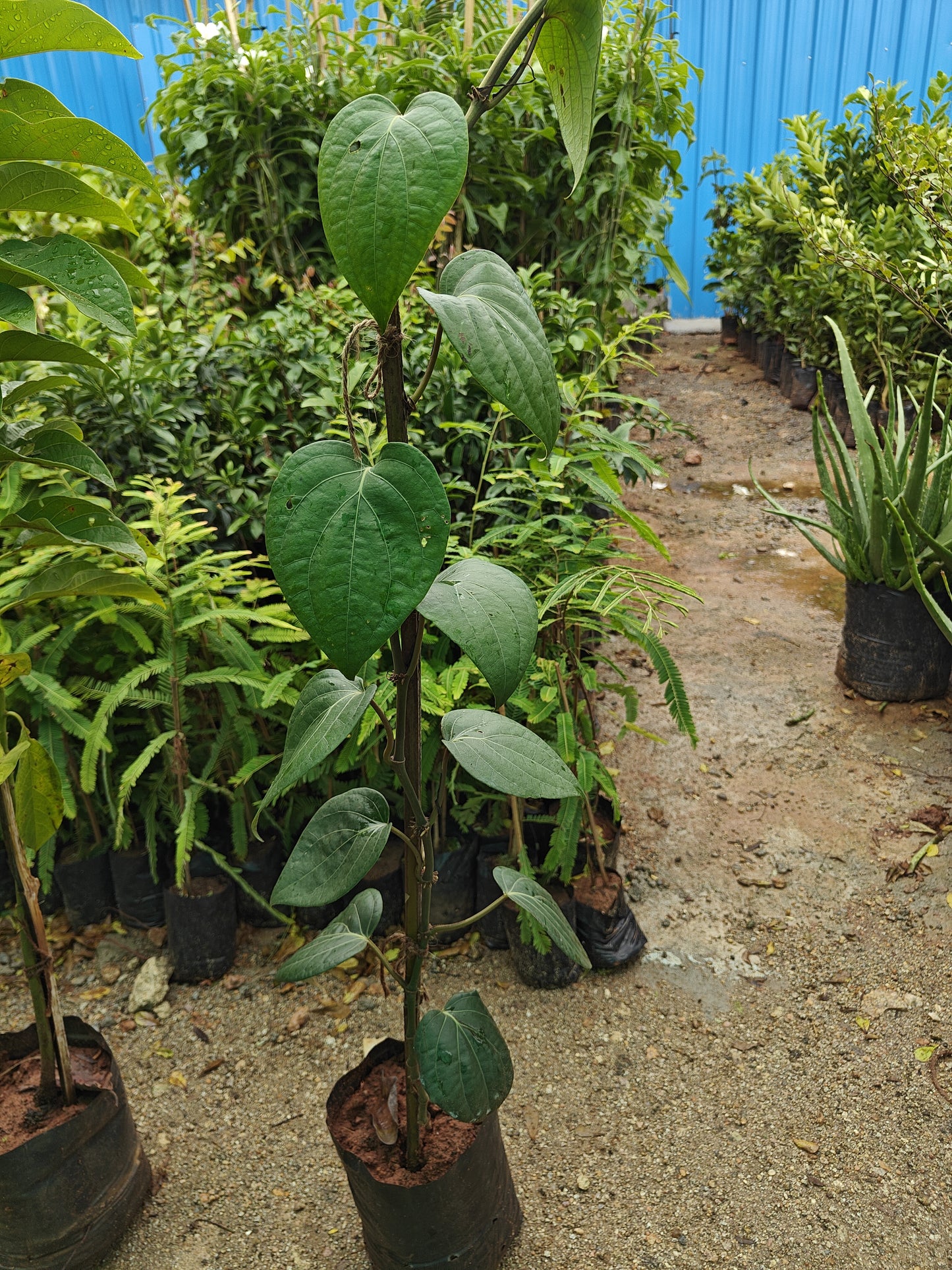 Pepper plant