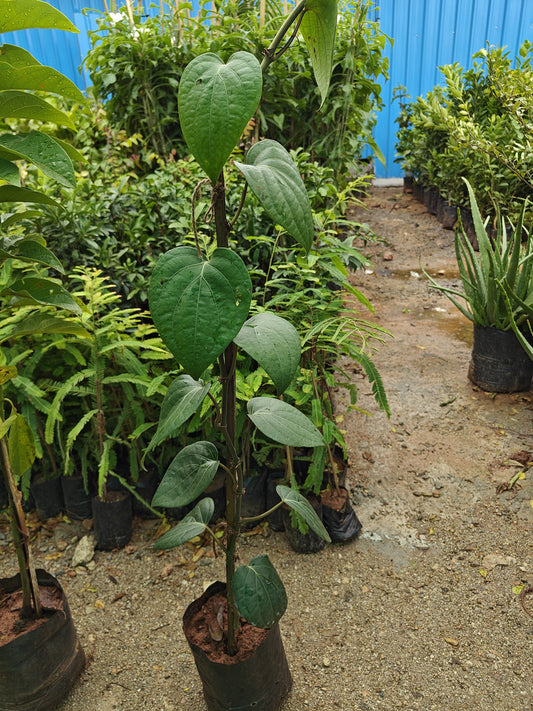 Pepper plant