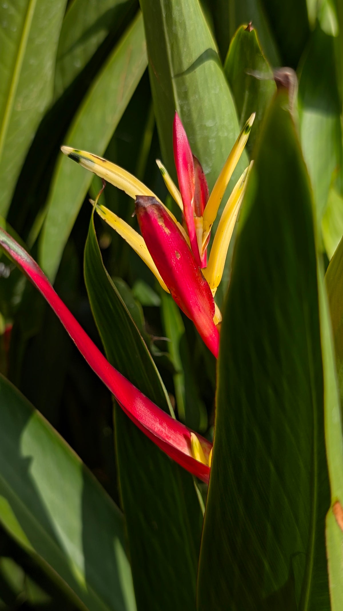 Heliconia 13/13 bag