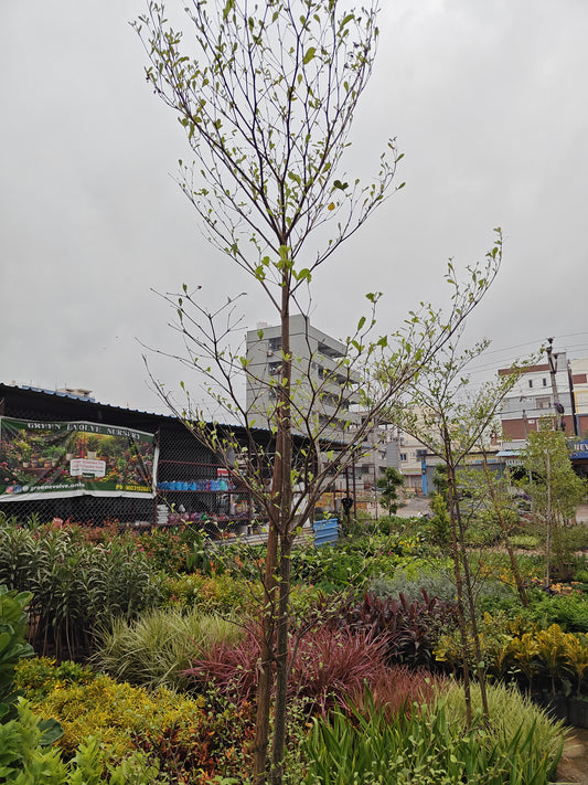 Terminalia Green