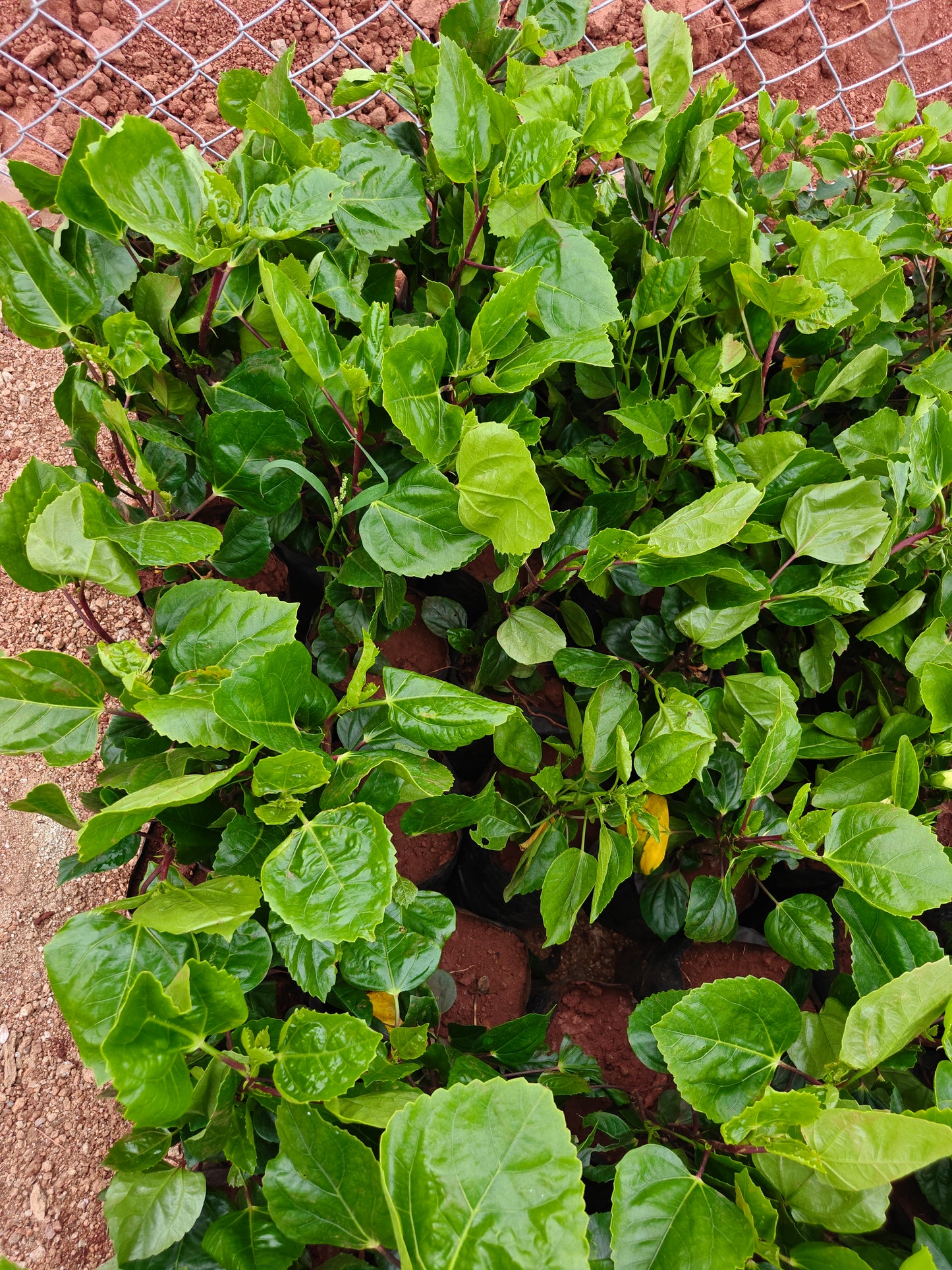 Double Hibiscus
