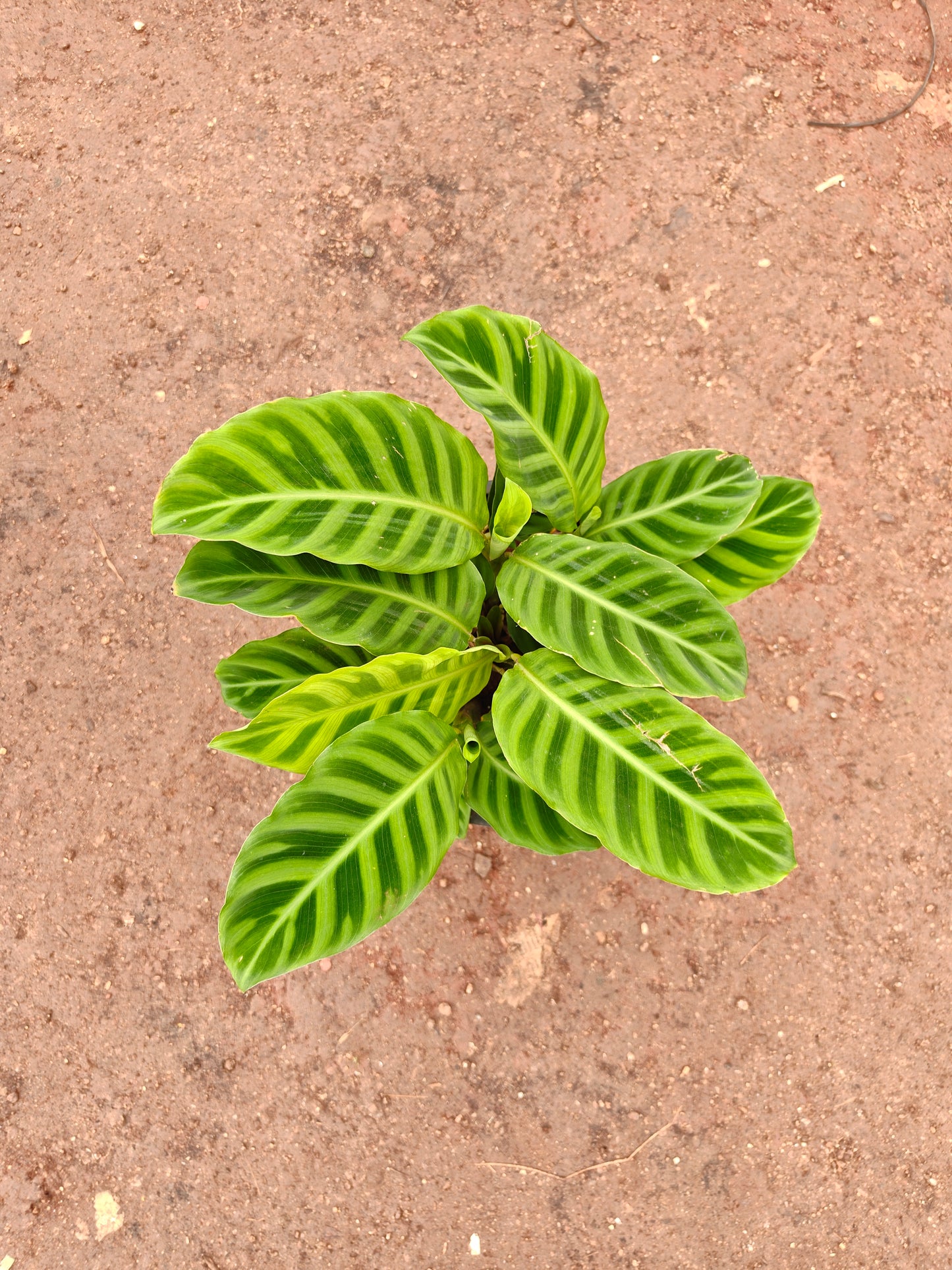Green Maranda