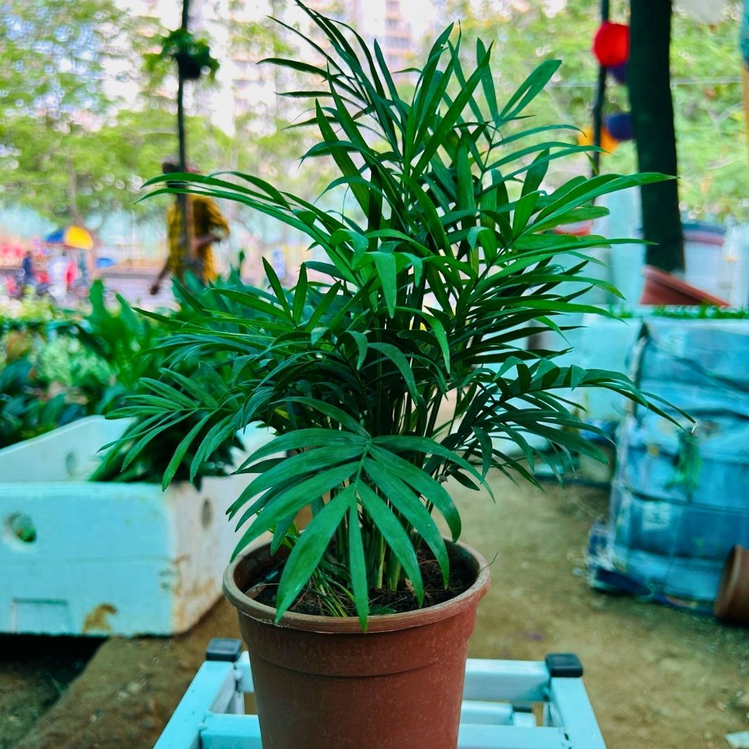 Parlor Palm ( Chamaedorea elegans )