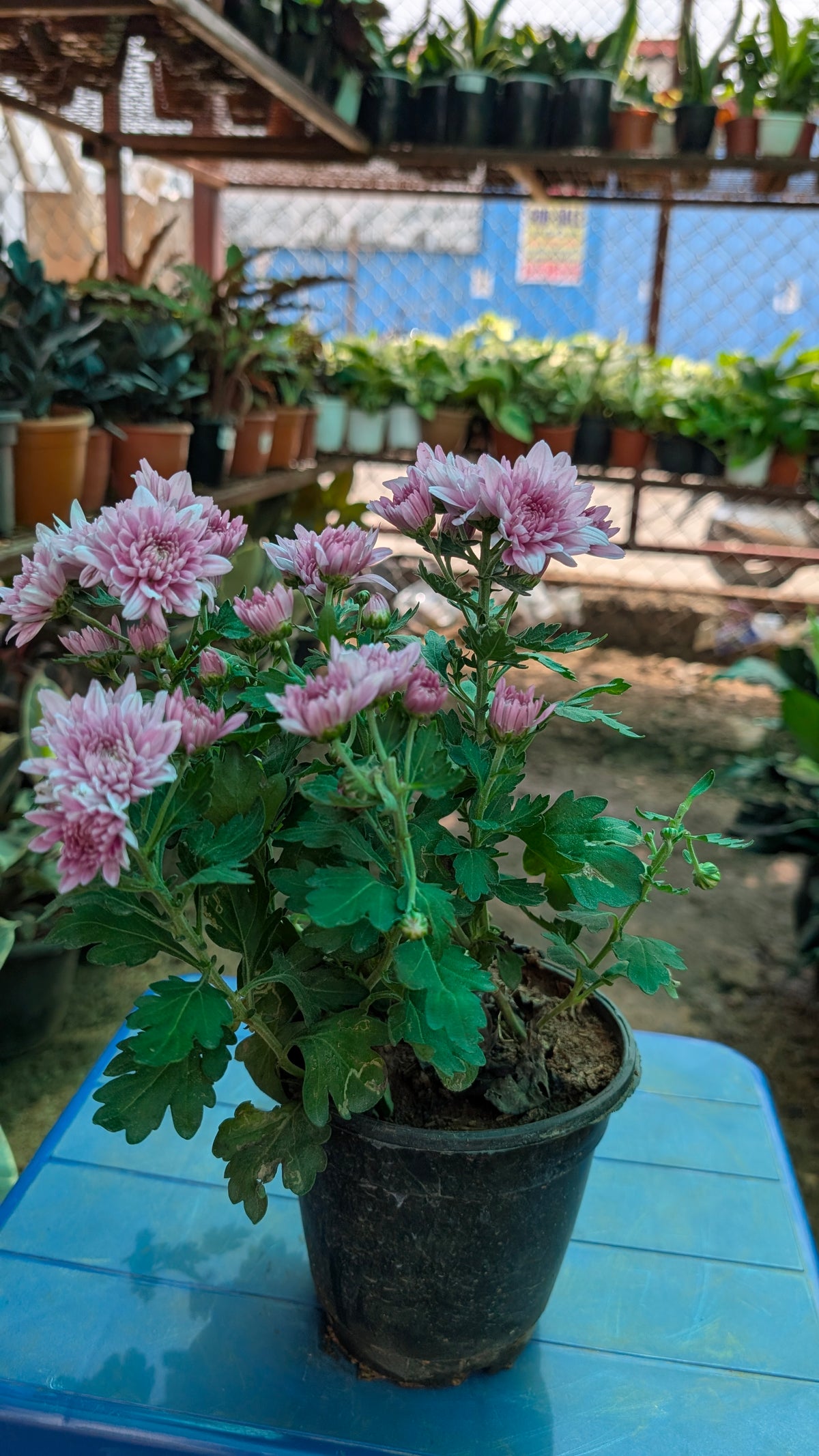Chamanthi Any Colour