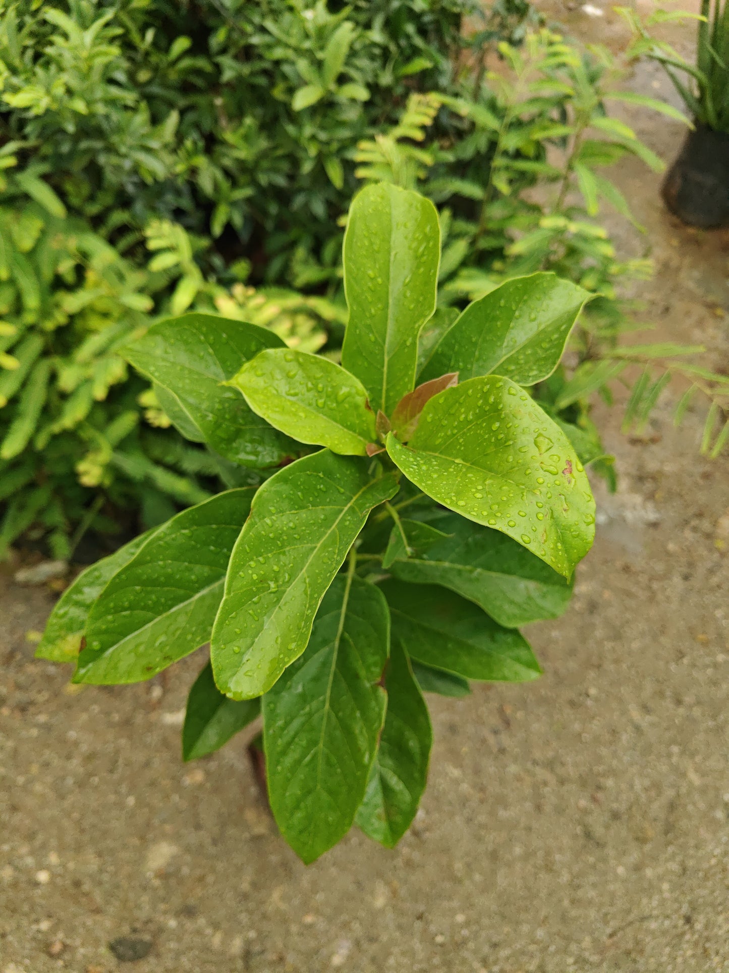 Avacado plant