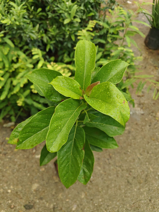 Avacado plant