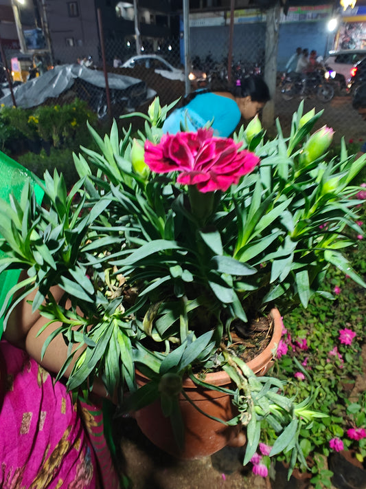 Carnation