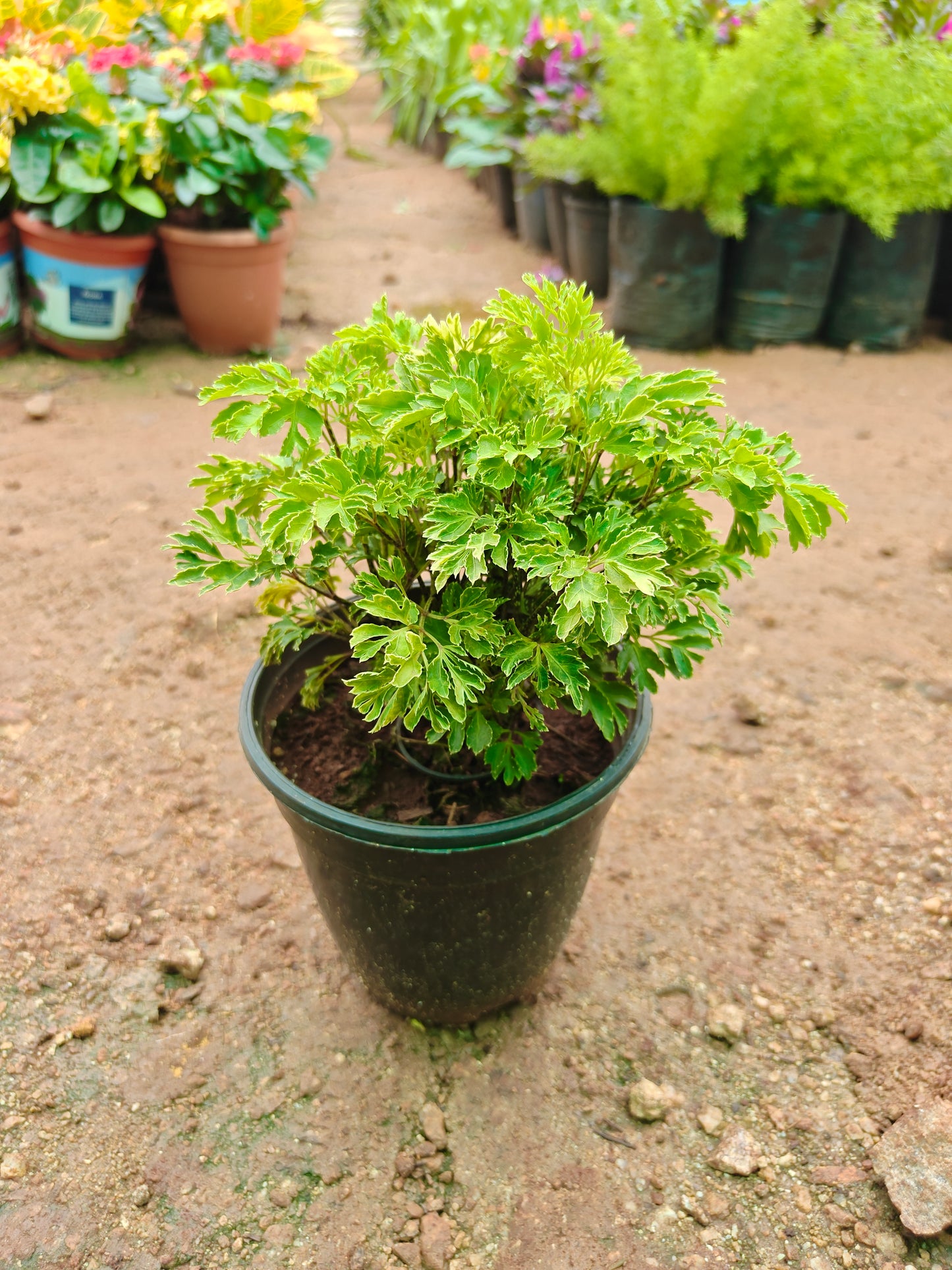 Arelia Mini Pot