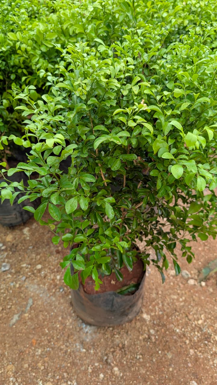 orange jasmine ( China fox )