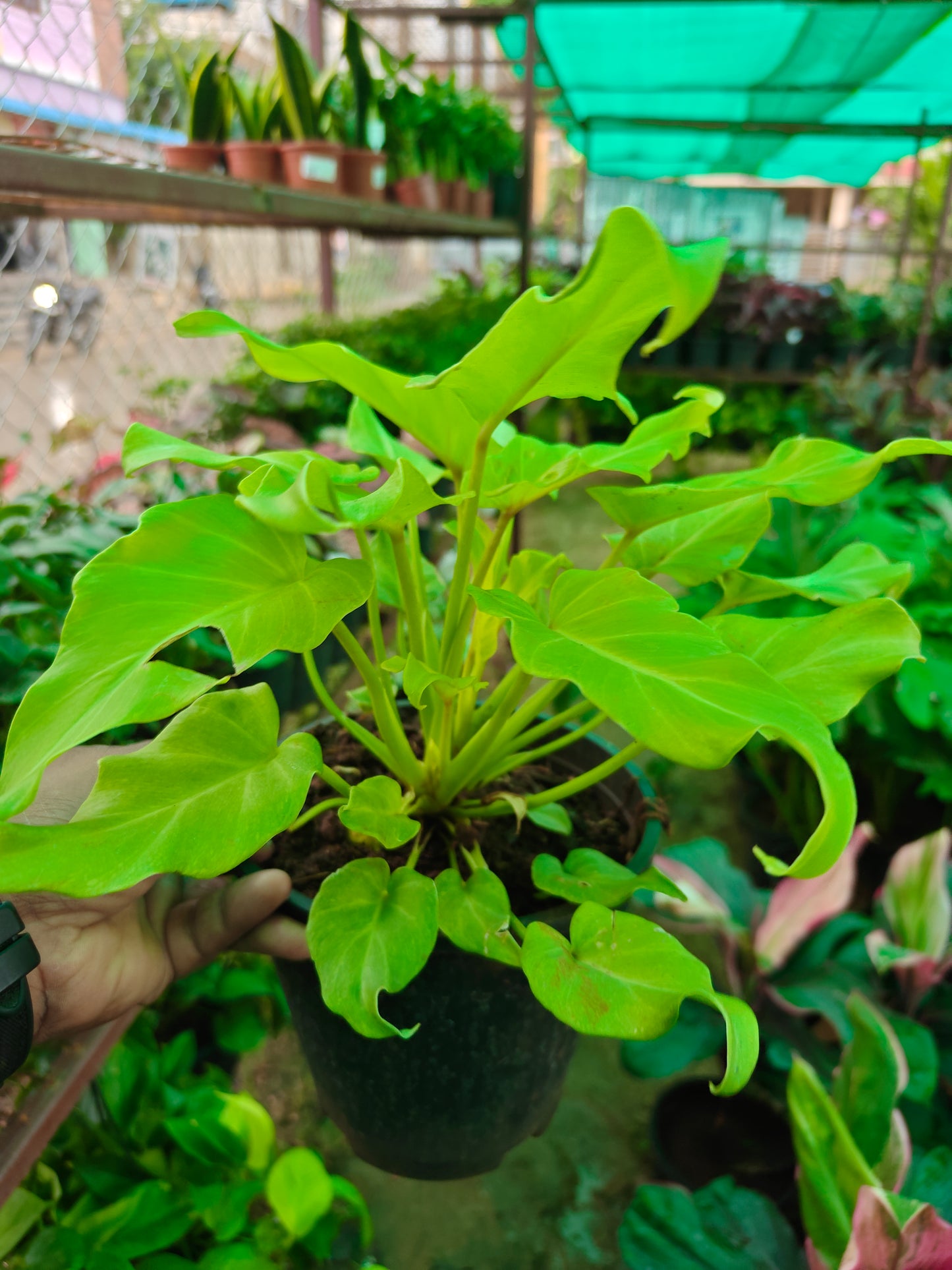 Philodendron Xanadu