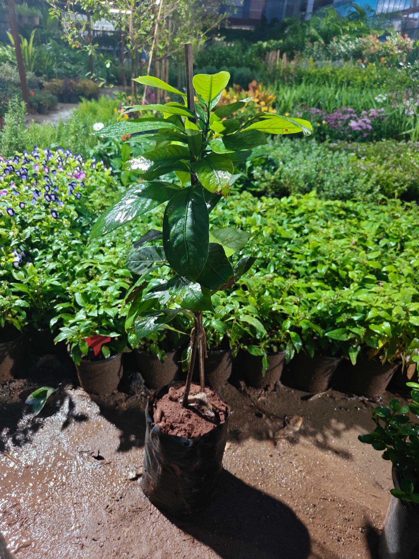 Lavangam