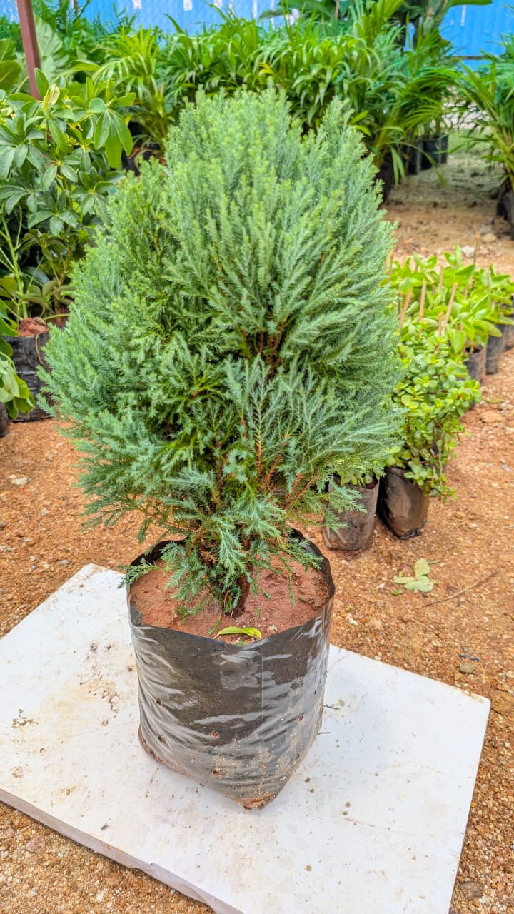 Sai Cypress