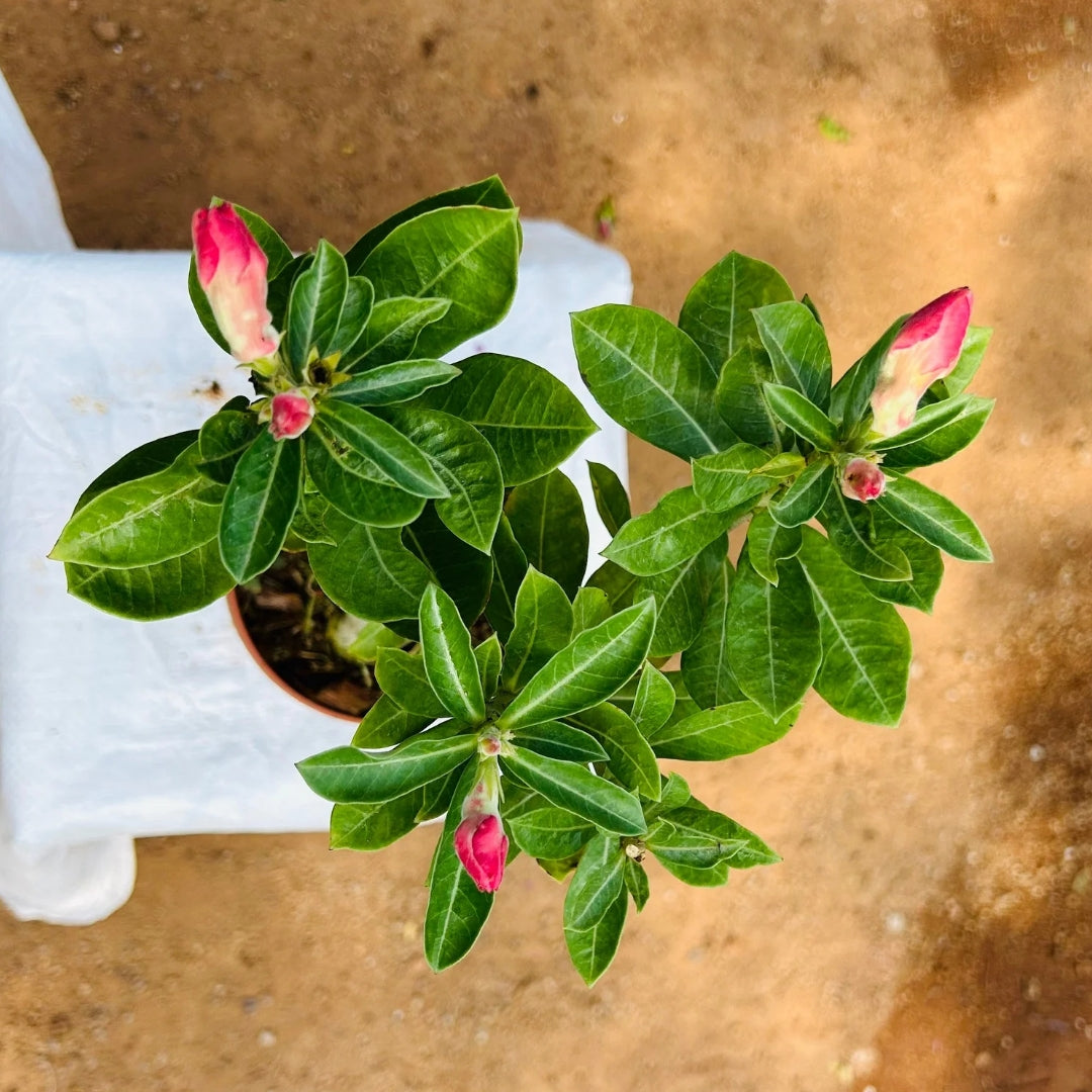 Adenium Bonsai