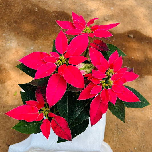 Poinsettia