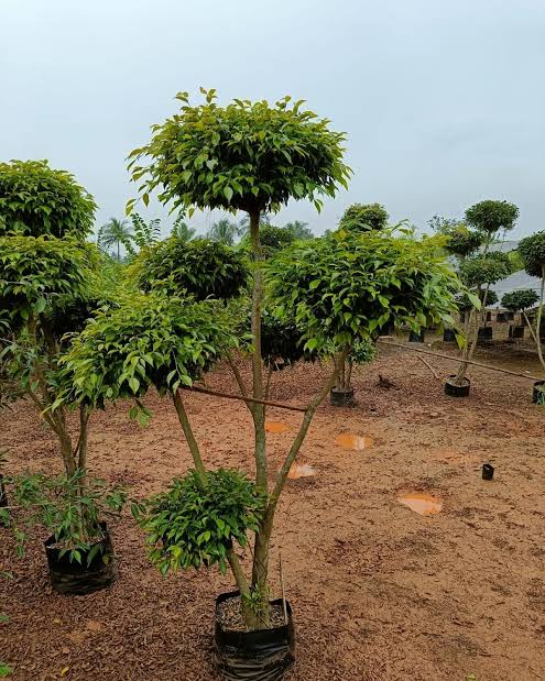 Ficus Nuda Multi head