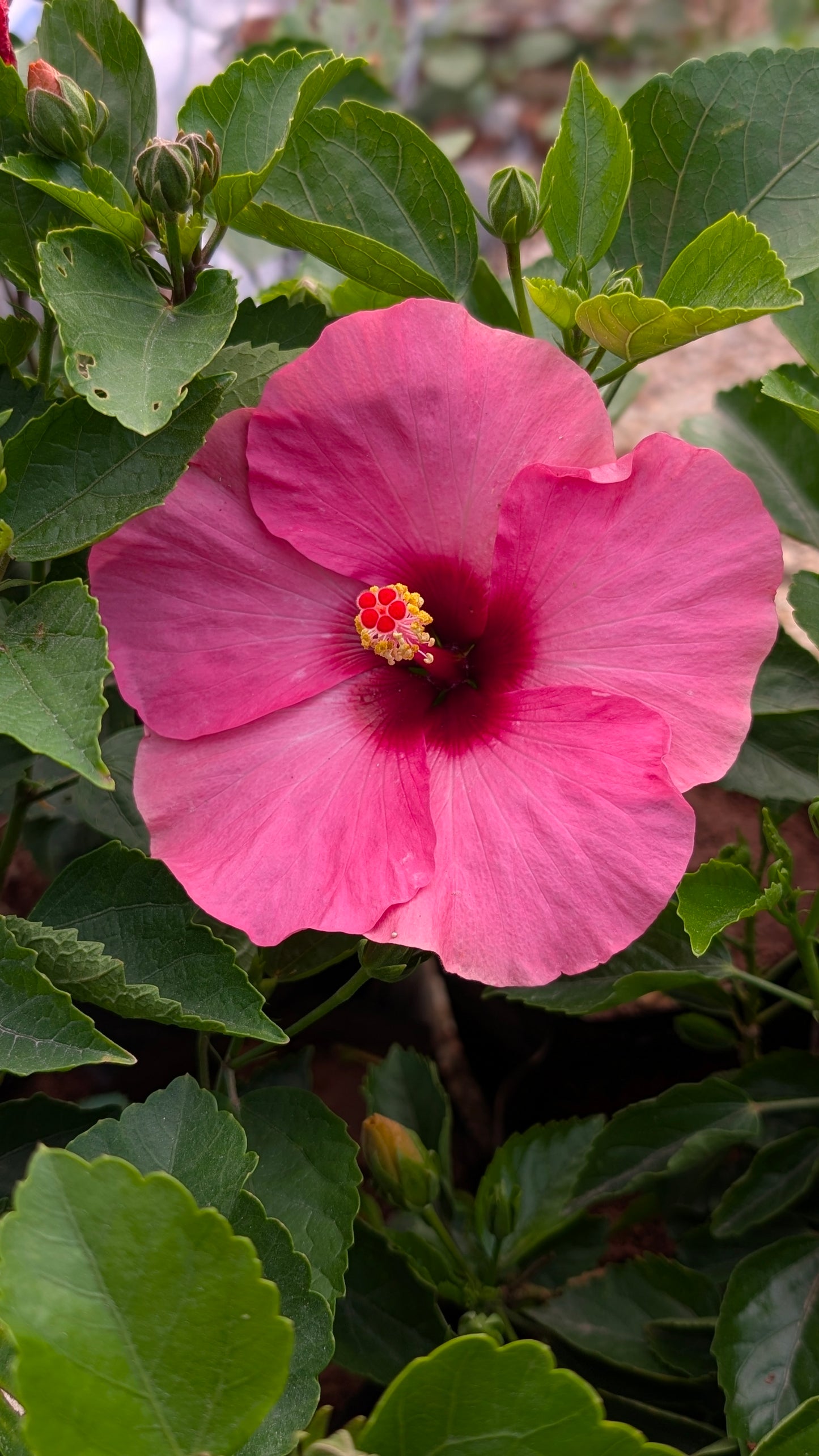 Hibiscus mix