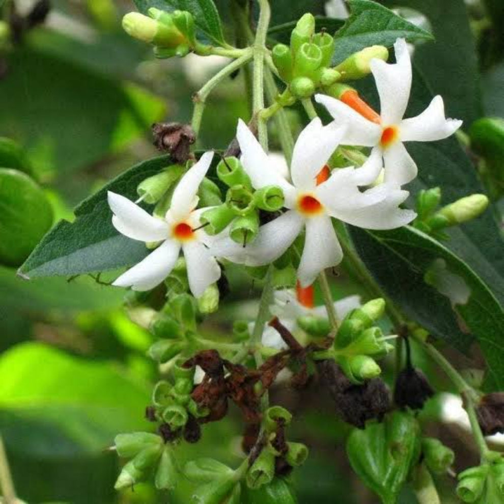 Parijat Plant – Green Evolve