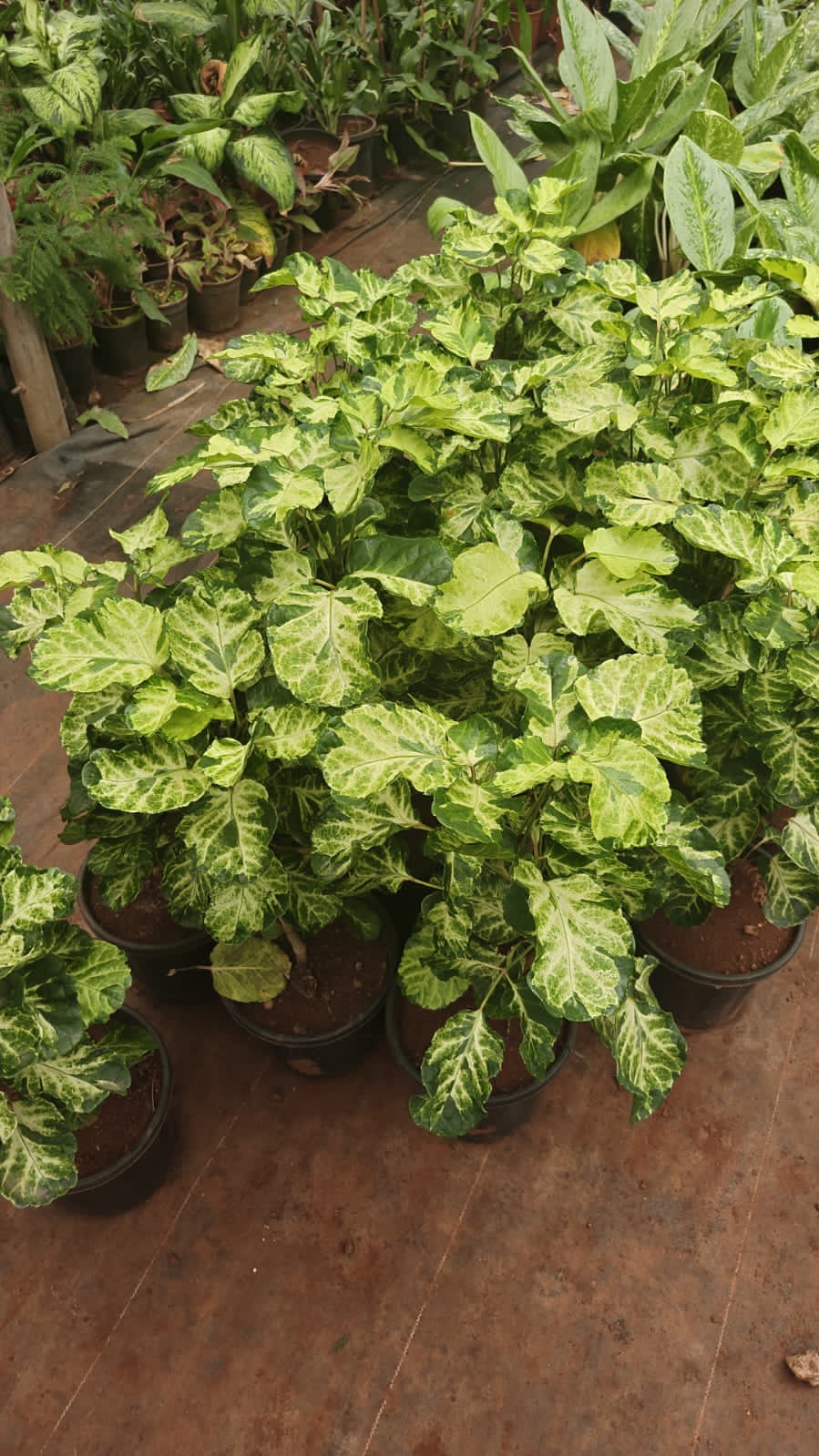Arelia Gold broad leaf
