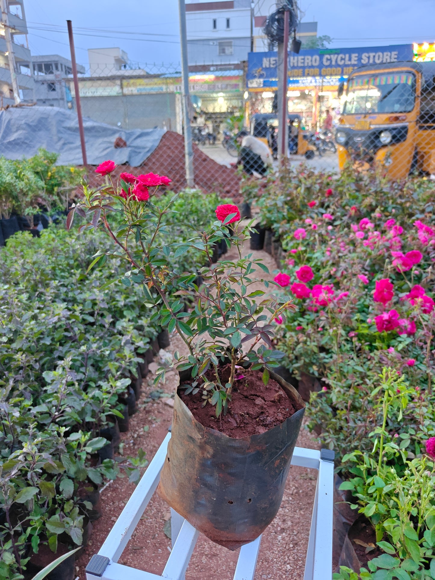 Button rose