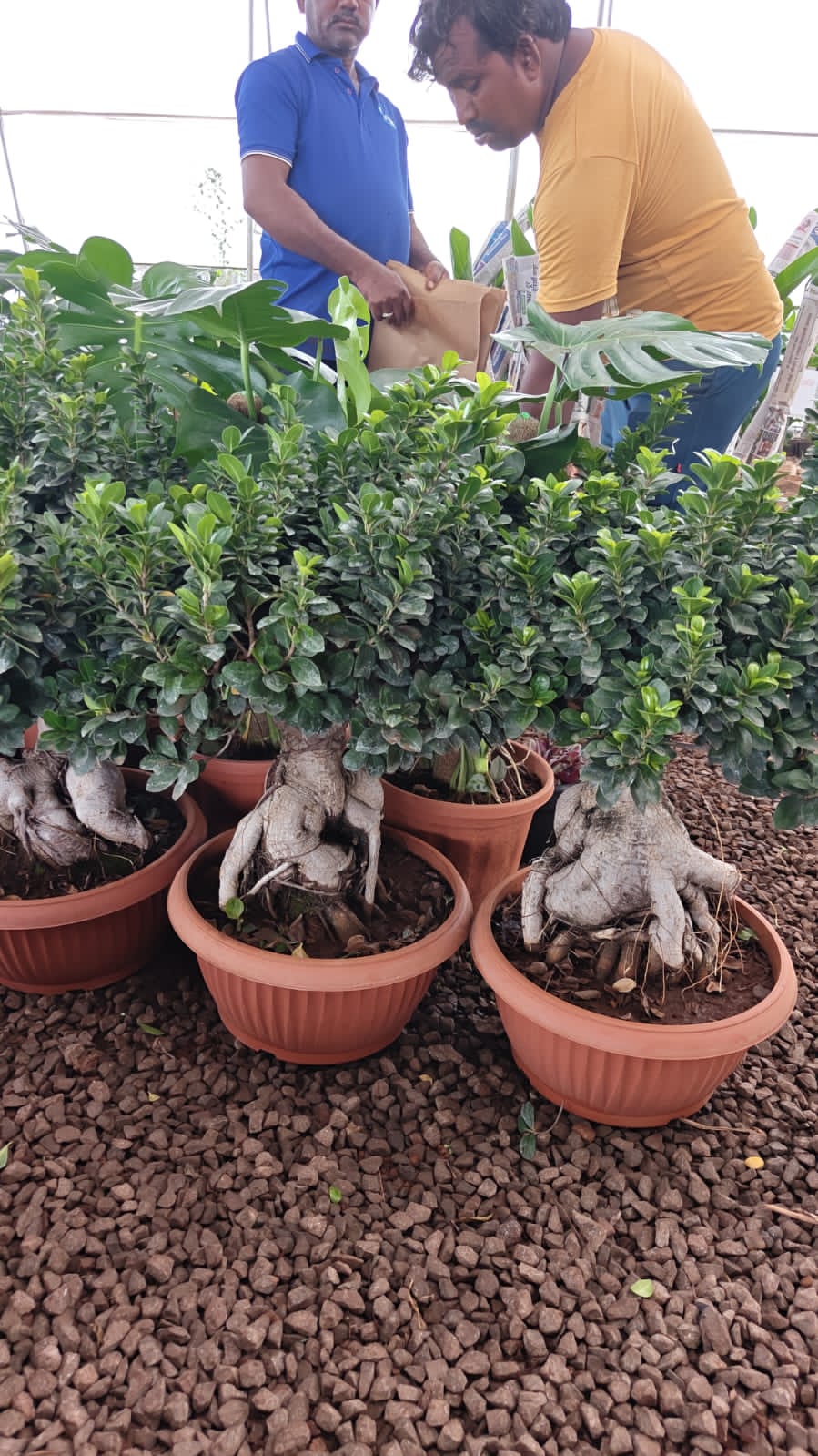 Ficus Bonsai