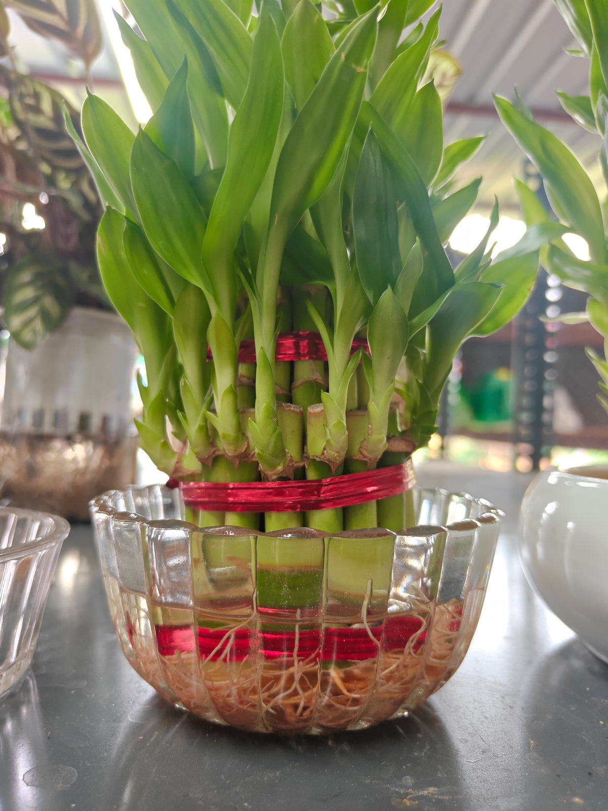Lucky bamboo Bowl